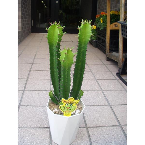 サボテン 大雲閣 4.5号鉢 観葉植物 : フラワーハウス・シモン - 通販 
