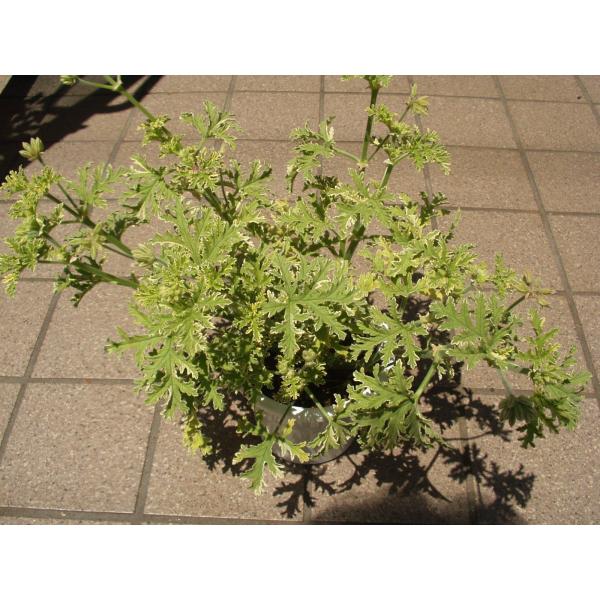 ハーブゼラニウム 鉢花 レディープリマスゼラニウム ５号鉢 二鉢セット 処分価格 Buyee Servicio De Proxy Japones Buyee Compra En Japon