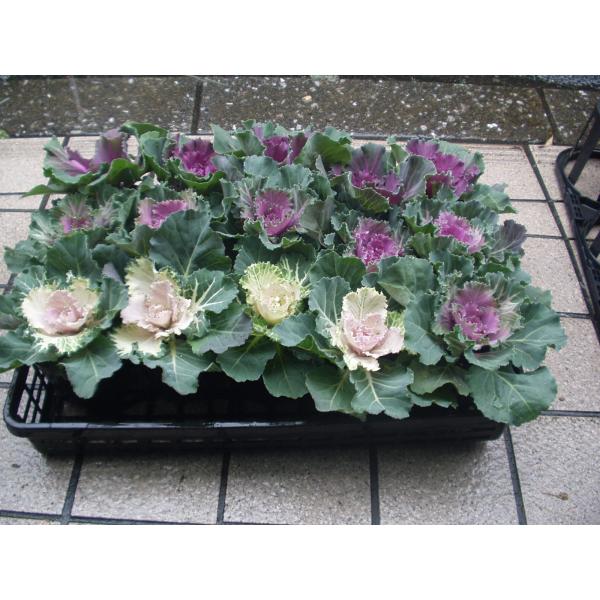 送料は、お届け日時のご指定がなく、100サイズに収まる場合は1000円の送料に訂正させて頂きます。(送料無料エリアに限る。但し、お届け日数が掛かり、品質に問題が発生する可能性のある地域は除きます)日時指定があり、100サイズに収まる場合は1...