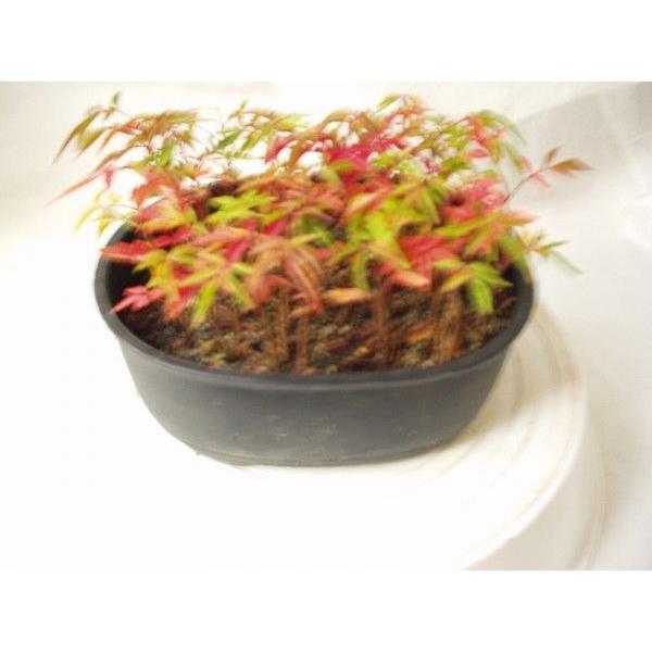 ハゼノキ 鉢植え 盆栽 送料値引きあり Buyee Buyee Japanese Proxy Service Buy From Japan Bot Online