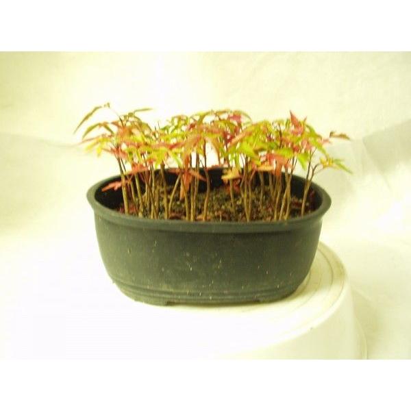 ハゼノキ 鉢植え 盆栽 送料値引きあり Buyee Buyee Japanese Proxy Service Buy From Japan Bot Online