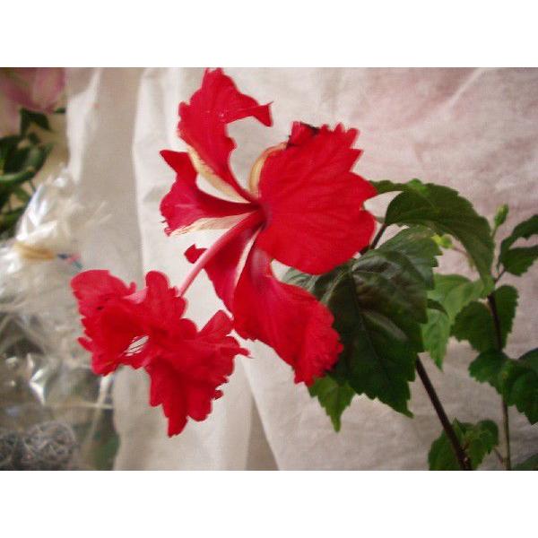 ハイビスカス 鉢 生花の人気商品 通販 価格比較 価格 Com