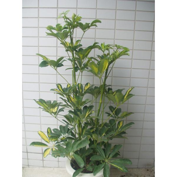 ホンコンカポック 観葉植物 鉢植え ７号鉢 Buyee Buyee 日本の通販商品 オークションの代理入札 代理購入