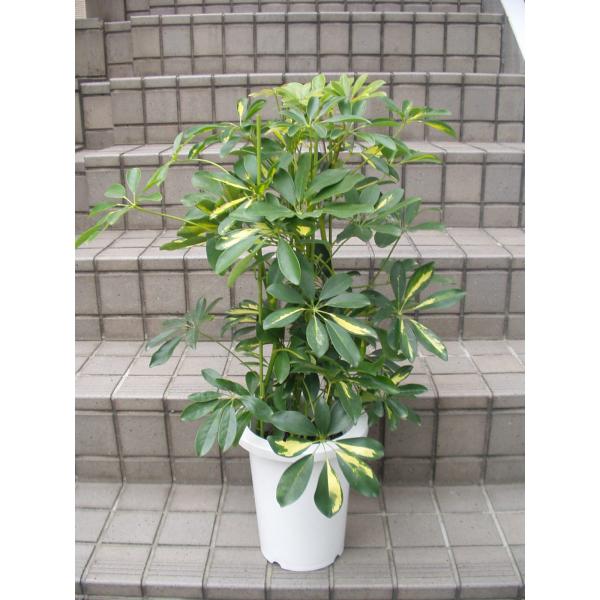 ホンコンカポック 観葉植物 鉢植え ７号鉢 Buyee Buyee 日本の通販商品 オークションの代理入札 代理購入