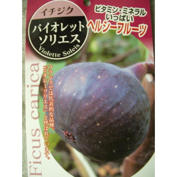 イチジク バイオレットソリエス 果樹 苗木 ５号ポット苗 極甘品種 Buyee Buyee Japanese Proxy Service Buy From Japan Bot Online