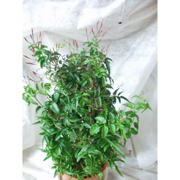 羽衣ジャスミン 入荷時花芽付き 4号鉢 あんどん仕立て 送料値引きあり Buyee Buyee 日本の通販商品 オークションの代理入札 代理購入