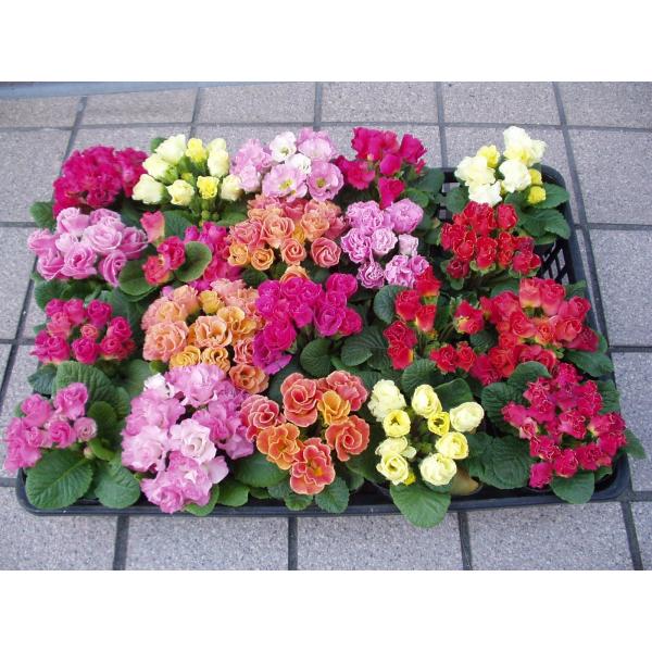 ジュリアン ジュリアン苗 プリムラ ５鉢セット Buyee Buyee Japanese Proxy Service Buy From Japan Bot Online