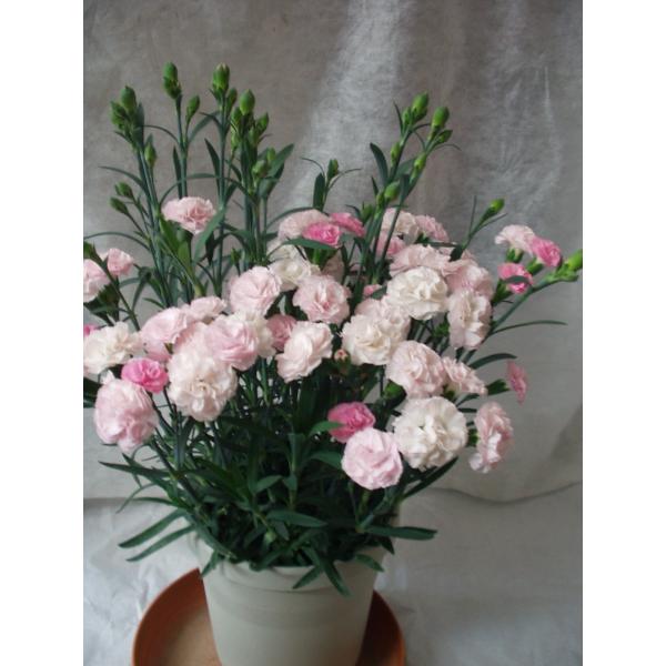 カーネーション バンビーノ 鉢植え ５号鉢 ピンク花 送料値引きあり Buyee Buyee Japanese Proxy Service Buy From Japan Bot Online