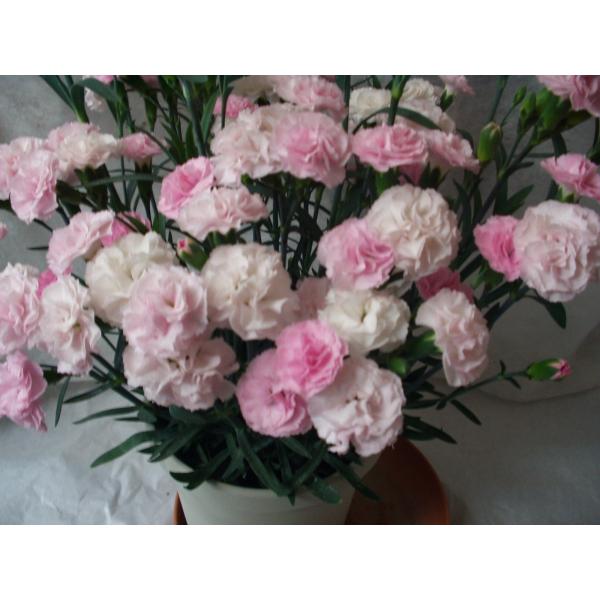 カーネーション バンビーノ 鉢植え ５号鉢 ピンク花 送料値引きあり Buyee Buyee 일본 통신 판매 상품 옥션의 대리 입찰 대리 구매 서비스