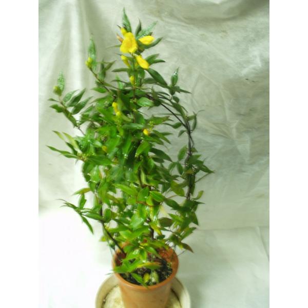 ジャスミン カロライナジャスミン 花芽付き あんどん仕立て ４号鉢 鉢植え Buyee Buyee 日本の通販 商品 オークションの代理入札 代理購入