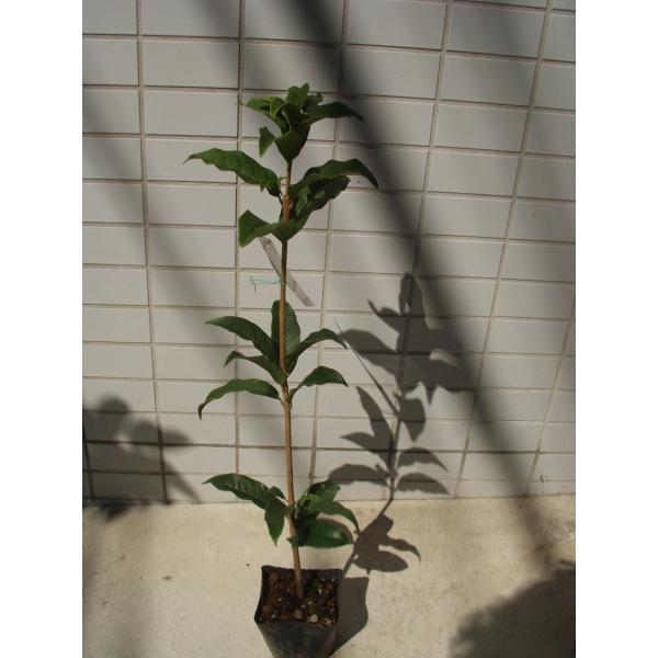 キンモクセイ 苗木 ３号ポット苗 送料値引きあり Buyee Buyee Japanese Proxy Service Buy From Japan Bot Online