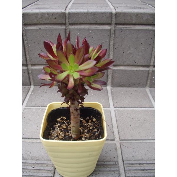 黒法師 多肉植物 3 5号鉢 Buyee 日本代购平台 产品购物网站大全 Buyee一站式代购 Bot Online