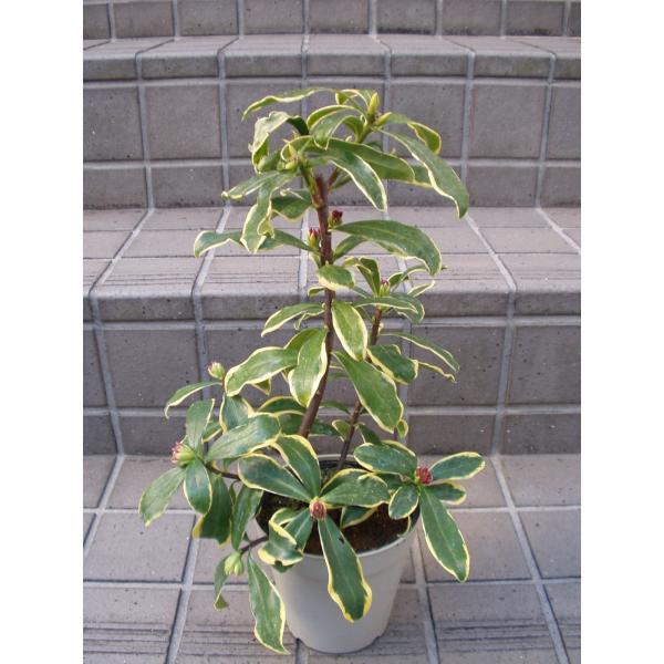 斑入り沈丁花 前島沈丁花 入荷時花芽付き 苗木 4 5号鉢 送料値引きあり Buyee Buyee Japanese Proxy Service Buy From Japan Bot Online