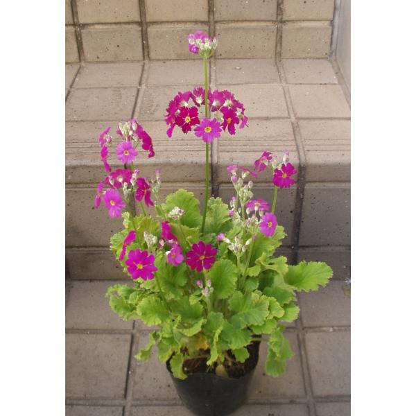 送料は、お届け日時のご指定がなく、100サイズに収まる場合は1000円の送料に訂正させて頂きます。(送料無料エリアに限る。但し、お届け日数が掛かり、品質に問題が発生する可能性のある地域は除きます)日時指定があり、100サイズに収まる場合は1...