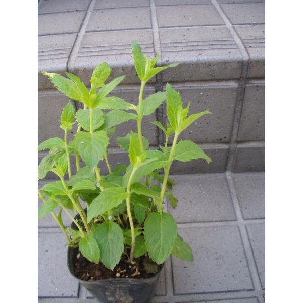 スペアミント苗 ハーブ ハッカ Buyee Buyee Japanese Proxy Service Buy From Japan Bot Online