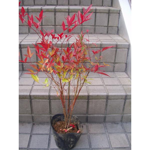 南天 苗木 ポット苗 送料値引きあり Buyee Buyee Japanese Proxy Service Buy From Japan Bot Online