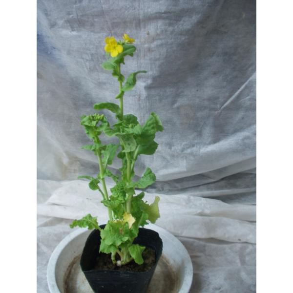 菜の花 花苗 ３号ポット苗 Buyee Buyee 日本の通販商品 オークションの入札サポート 購入サポートサービス