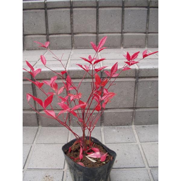 南天 赤南天 苗木 3 5号ポット苗 Buyee Buyee Japanese Proxy Service Buy From Japan Bot Online