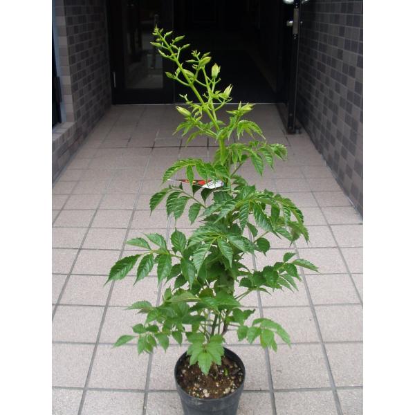 ノウゼンカズラ 赤花 苗木 ５号鉢 入荷時花芽付き Buyee 日本代购平台 产品购物网站大全 Buyee一站式代购 Bot Online