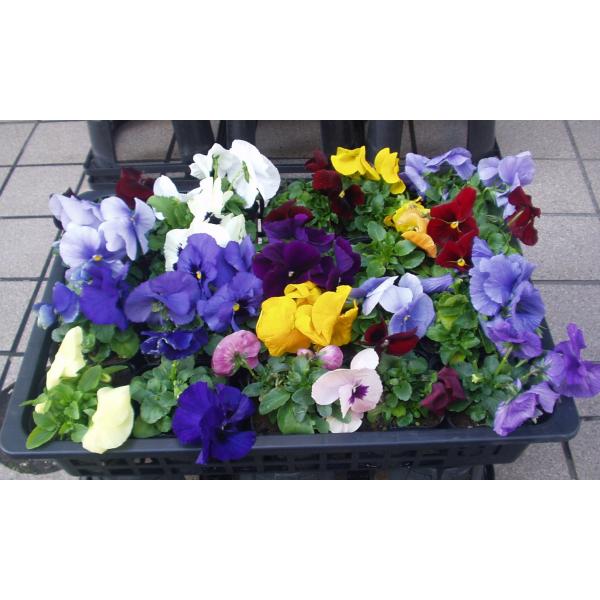 送料は、お届け日時のご指定がなく、100サイズに収まる場合は1000円の送料に訂正させて頂きます。(送料無料エリアに限る。但し、お届け日数が掛かり、品質に問題が発生する可能性のある地域は除きます)日時指定があり、100サイズに収まる場合は1...