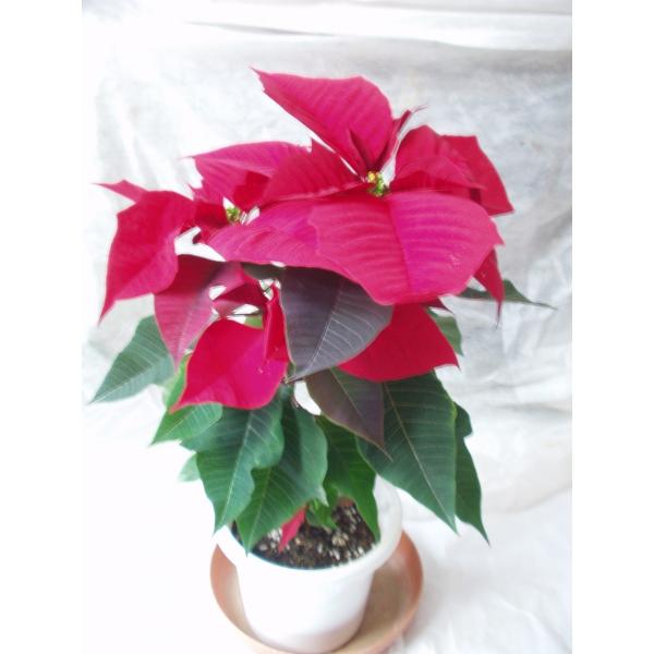 ポインセチア イタリアンレッド 鉢花 鉢植え ５号鉢 ギフト包装無料 Buyee Buyee 提供一站式最全面最专业现地yahoo Japan拍卖代bid代拍代购服务 Bot Online