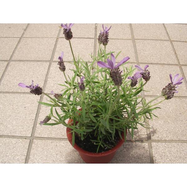 ラベンダー アポンビュー 苗 鉢花 ハーブ フレンチラベンダー ４号鉢 処分品 Buyee Buyee 提供一站式最全面最專業現地yahoo Japan拍賣代bid代拍代購服務 Bot Online