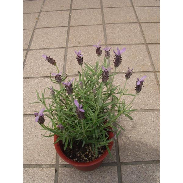 ラベンダー アポンビュー 苗 鉢花 ハーブ フレンチラベンダー ４号鉢 処分品 Buyee Buyee 日本の通販商品 オークションの代理入札 代理購入