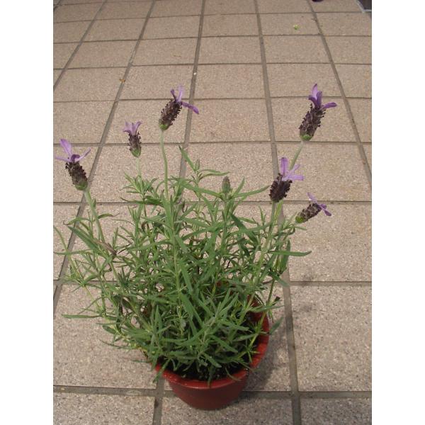 ラベンダー アポンビュー 苗 鉢花 ハーブ フレンチラベンダー ４号鉢 処分品 Buyee Buyee 提供一站式最全面最專業現地yahoo Japan拍賣代bid代拍代購服務 Bot Online