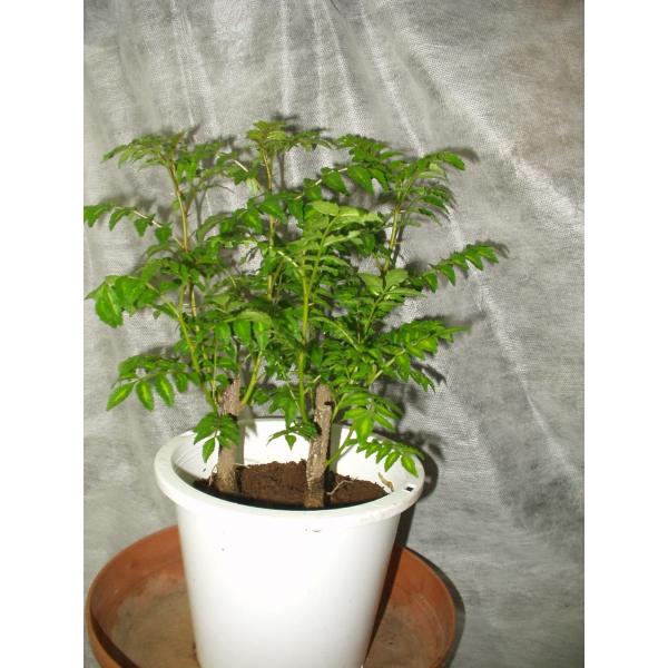 山椒の木 サンショウ 苗木 4 5号鉢 Sannsyo 1 フラワーハウス シモン 通販 Yahoo ショッピング