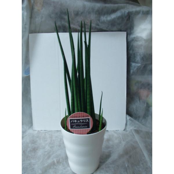 サンセベリア バキュラリス 観葉植物 トラノオ 4 5号鉢 送料値引きあり Buyee Buyee Japanese Proxy Service Buy From Japan Bot Online