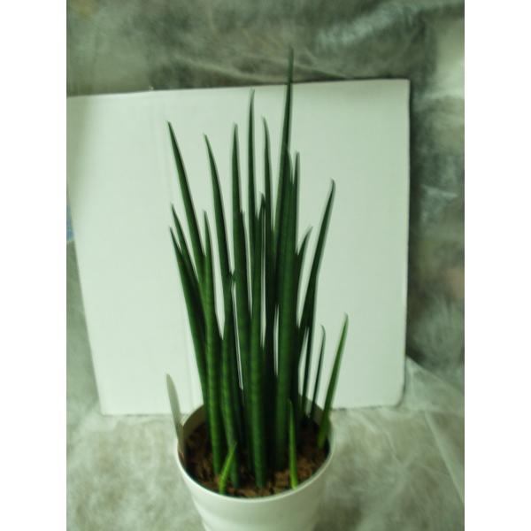 サンセベリア バキュラリス 観葉植物 トラノオ 4 5号鉢 送料値引きあり Buyee Buyee Japanese Proxy Service Buy From Japan Bot Online