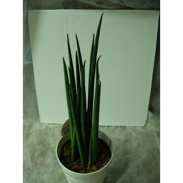 サンセベリア バキュラリス 観葉植物 トラノオ 4 5号鉢 送料値引きあり Buyee Buyee Japanese Proxy Service Buy From Japan Bot Online