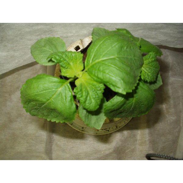 シソ 青しそ 野菜苗 送料値引きあり Buyee Buyee Japanese Proxy Service Buy From Japan Bot Online