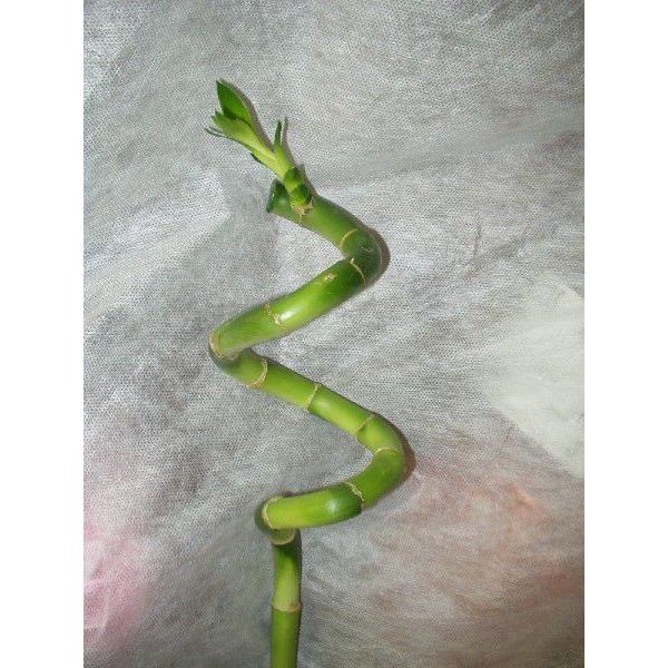 送料は、お届け日時のご指定がなく、130サイズに収まる場合は1200円の送料に訂正させて頂きます。(送料無料エリアに限る。但し、お届け日数が掛かり、品質に問題が発生する可能性のある地域は除きます)但し、携帯電話キャリア払いや、モバイルSui...