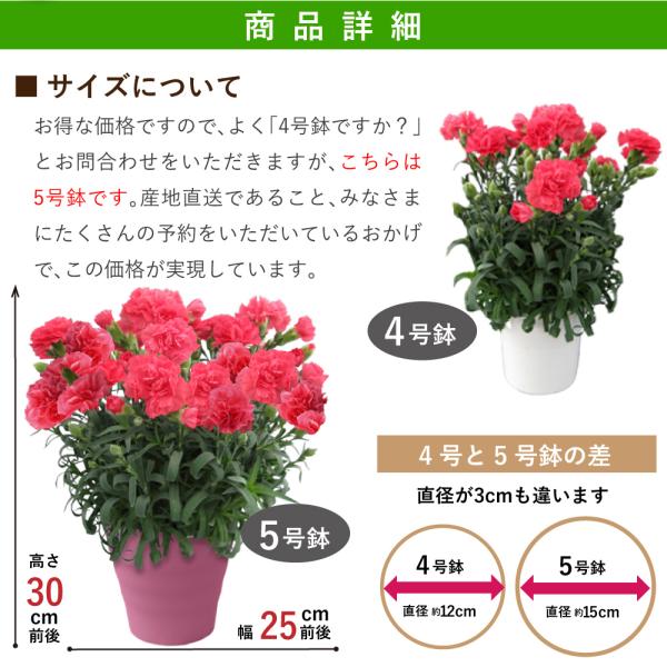 母の日 花 ギフト カーネーション鉢 送料無料 プレミアム8色 5号鉢 産地直送 花 プレゼント 鉢植え 送料無料 21 Buyee Buyee Japanese Proxy Service Buy From Japan Bot Online