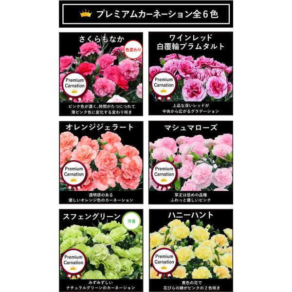 母の日 花 ギフト カーネーション鉢 送料無料 プレミアム8色 5号鉢 産地直送 花 プレゼント 鉢植え 送料無料 21 Buyee Servis Zakupok Tretim Licom Buyee Pokupajte Iz Yaponii