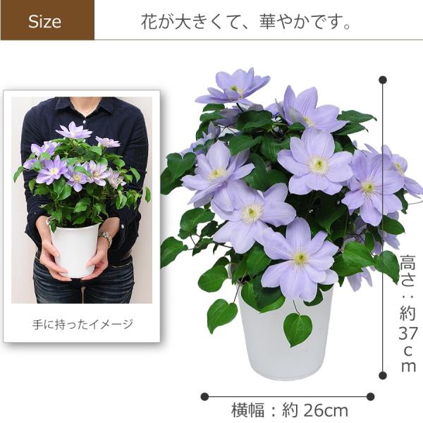 母の日 花 ギフト クレマチス プレゼント 鉢植え クレマチス鉢花 送料無料 クレマチス Buyee Buyee Japanese Proxy Service Buy From Japan Bot Online