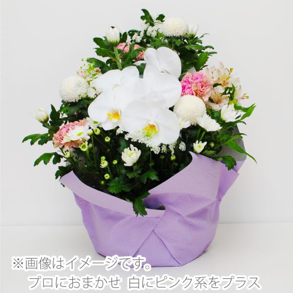 法事 花 一周忌 お供え 花 アレンジメント 宅配 蘭のお供え花アレンジメント Mサイズ 生花 祥月命日 花 年忌法要 一周忌 法事法要 四十九日 喪中見舞い 085 花束ギフト花工房 誕生日翌日配達