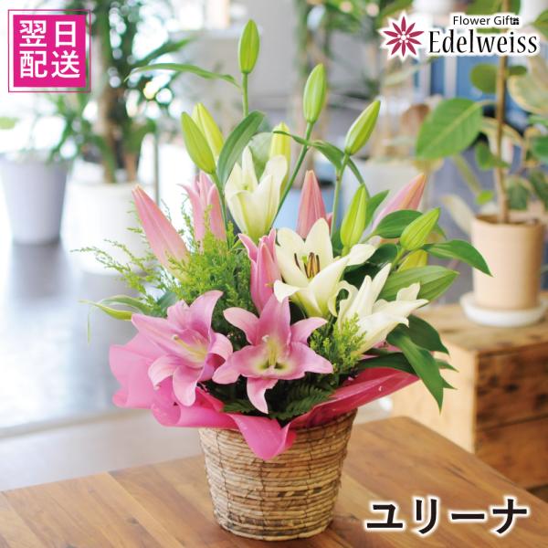 【商品情報】大輪のピンクユリと白ユリを使ってお作りした豪華なアレンジメントです。植物の為入荷状況により若干異なる場合がございます。※植物ですので、多少の傷やシミなどがある場合があります。自然のことであり、個体差があることをご理解いただきます...
