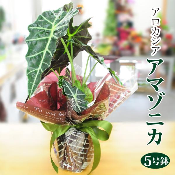アロカシア アマゾニカ5号鉢 クワズイモ 送料無料 風水 南国 インテリア プレゼント Hc Amazonica5 花束ギフト花工房 誕生日翌日配達 通販 Yahoo ショッピング