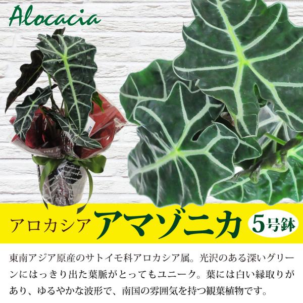 アロカシア アマゾニカ5号鉢 クワズイモ 送料無料 風水 南国 インテリア プレゼント Hc Amazonica5 花束ギフト花工房 誕生日翌日配達 通販 Yahoo ショッピング