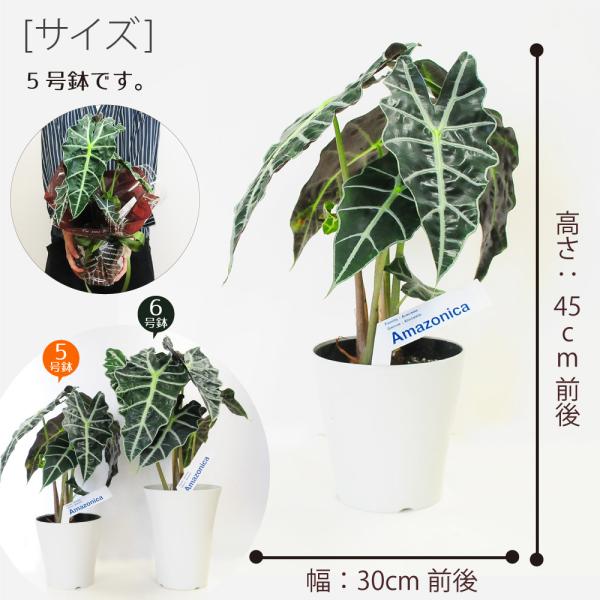 アロカシア アマゾニカ5号鉢 クワズイモ 送料無料 風水 南国 インテリア プレゼント Hc Amazonica5 花束ギフト花工房 誕生日翌日配達 通販 Yahoo ショッピング