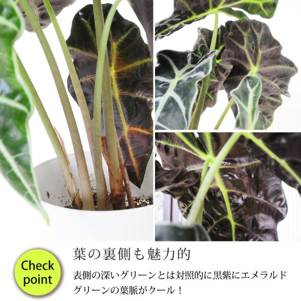 アロカシア アマゾニカ5号鉢 クワズイモ 送料無料 風水 南国 インテリア プレゼント Hc Amazonica5 花束ギフト花工房 誕生日翌日配達 通販 Yahoo ショッピング