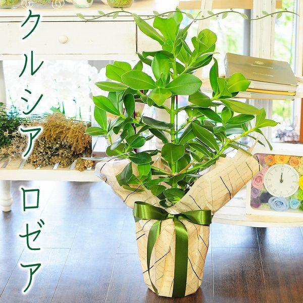 クルシア ロゼア 7号鉢 ゴムの木に似た観葉植物 開店祝い 移転祝い 新築祝い おしゃれ インテリア 室内 Hc Clusia 花束ギフト花工房 誕生日翌日配達 通販 Yahoo ショッピング