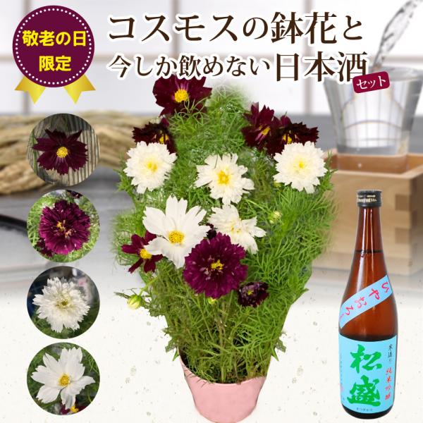 コスモス 生花の人気商品 通販 価格比較 価格 Com