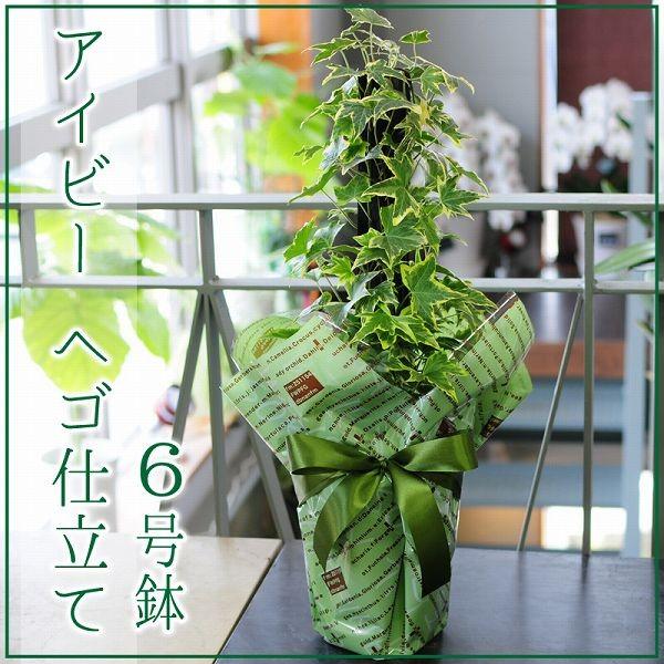 アイビー ヘデラ へゴ仕立て 6号鉢 観葉植物 フラワーギフト おしゃれ インテリア 室内 Hc Ivy 花束ギフト花工房 誕生日翌日配達 通販 Yahoo ショッピング