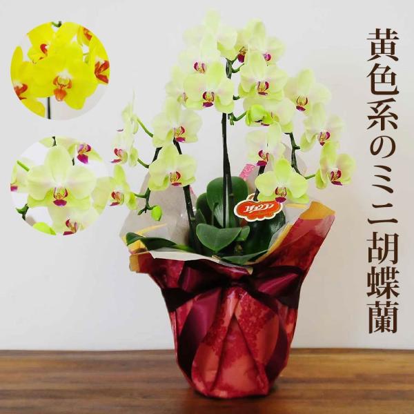 胡蝶蘭 黄色の人気商品 通販 価格比較 価格 Com