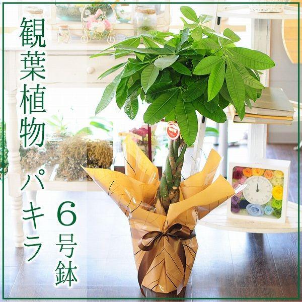 パキラ 6号鉢 観葉植物 開店祝い 移転祝い 新築祝い おしゃれ インテリア 室内 Hc Pachira6gou 花束ギフト花工房 誕生日翌日配達 通販 Yahoo ショッピング