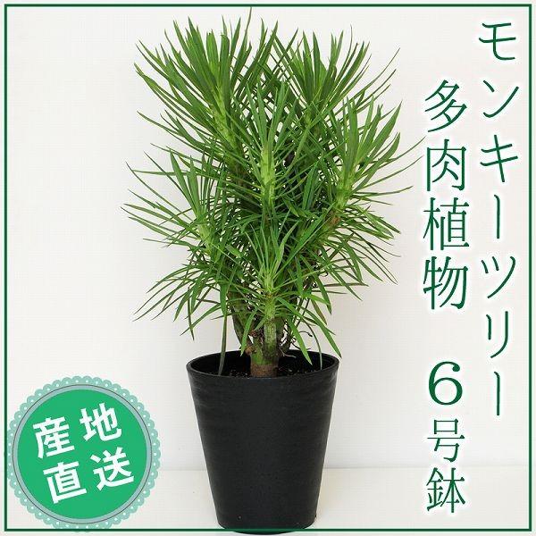 モンキーツリー セネシオ クレイニア 6号鉢 産地直送 多肉植物 観葉植物 開店祝い 移転祝い 新築祝い おしゃれ インテリア 室内 Hc Senecio 花束ギフト花工房 誕生日翌日配達 通販 Yahoo ショッピング