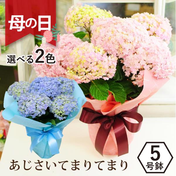 あじさい てまりてまり 生花の人気商品 通販 価格比較 価格 Com